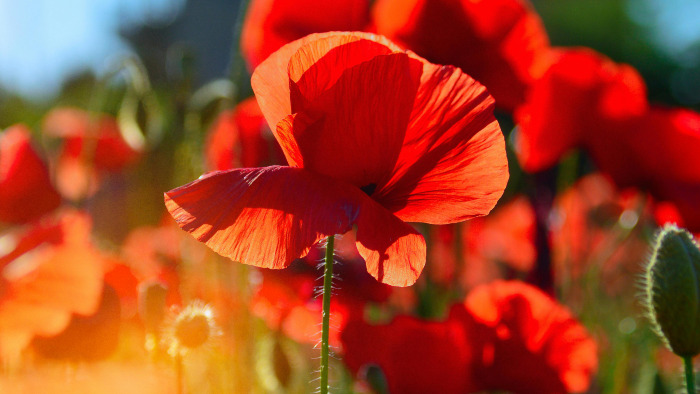 Red flower wallpaper