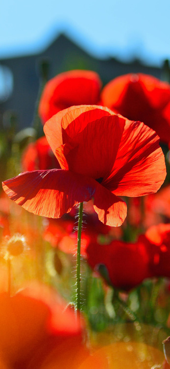 Red Flower Phone wallpaper