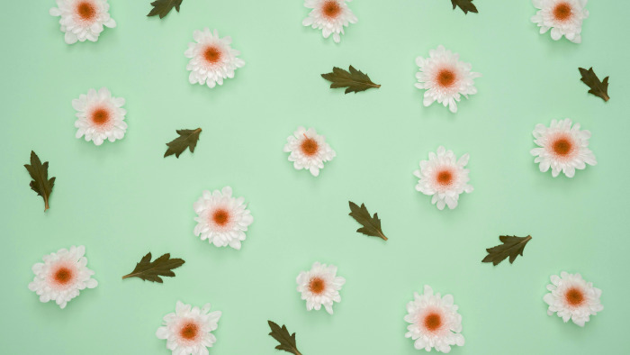 aesthetic white flowers summer wallpaper