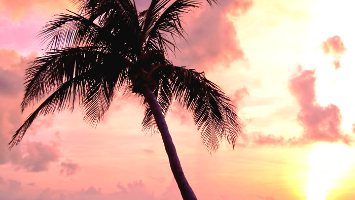 Sunset Palm Tree Wallpaper