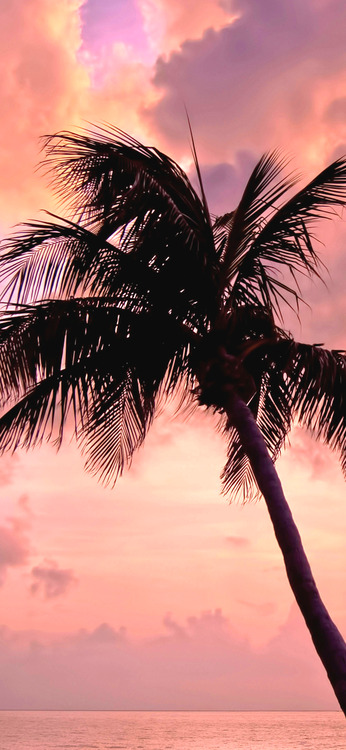 Sunset Palm Tree Summer Phone Wallpaper
