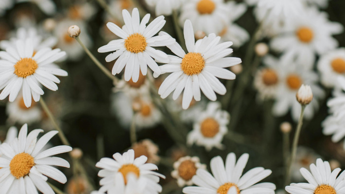 daisies wallpaper