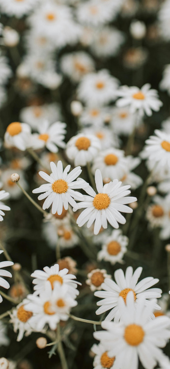 Aesthetic daisies summer phone wallpaper