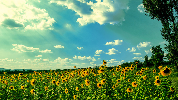 sunflowers