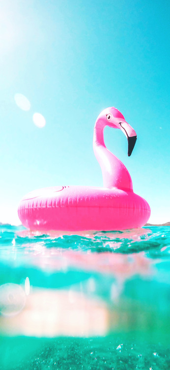 flamingo floater Summer Phone wallpaper