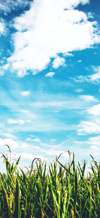 clouds with greens Phone background